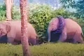அசாம்: காட்டு யானையின் கழுத்தில் சிக்கிய டயர் அகற்றம்