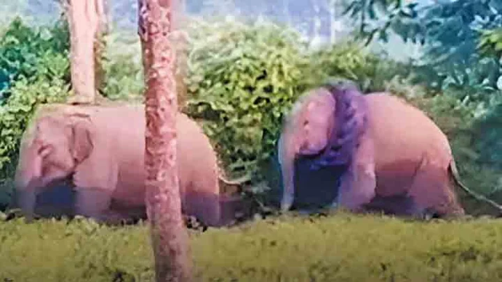 அசாம்: காட்டு யானையின் கழுத்தில் சிக்கிய டயர் அகற்றம்