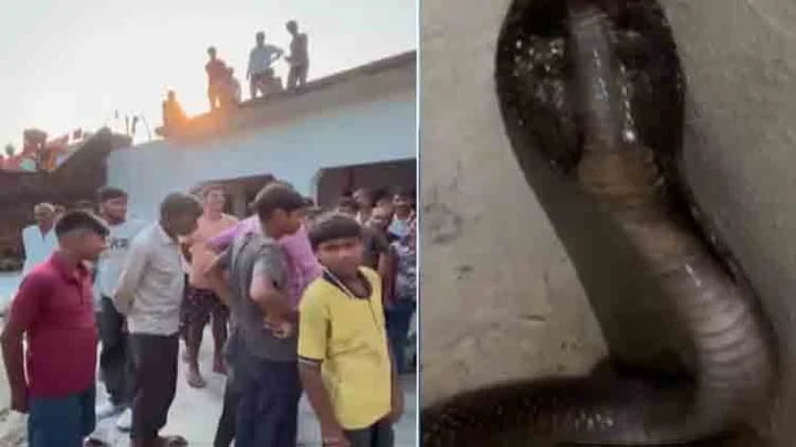 உத்தரப் பிரதேசத்தில் வீட்டிற்குள் புகுந்த நாகப்பாம்பு மீட்பு