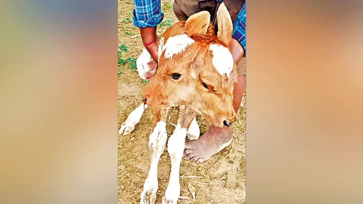 திண்டுக்கல்லில் 2 தலைகளுடன் பிறந்த அதிசய கன்றுக்குட்டி