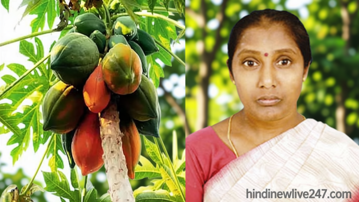 திருப்பூரில் பப்பாளி பறித்தபோது ஏணியில் இருந்து தவறி விழுந்து பெண் உயிரிழப்பு