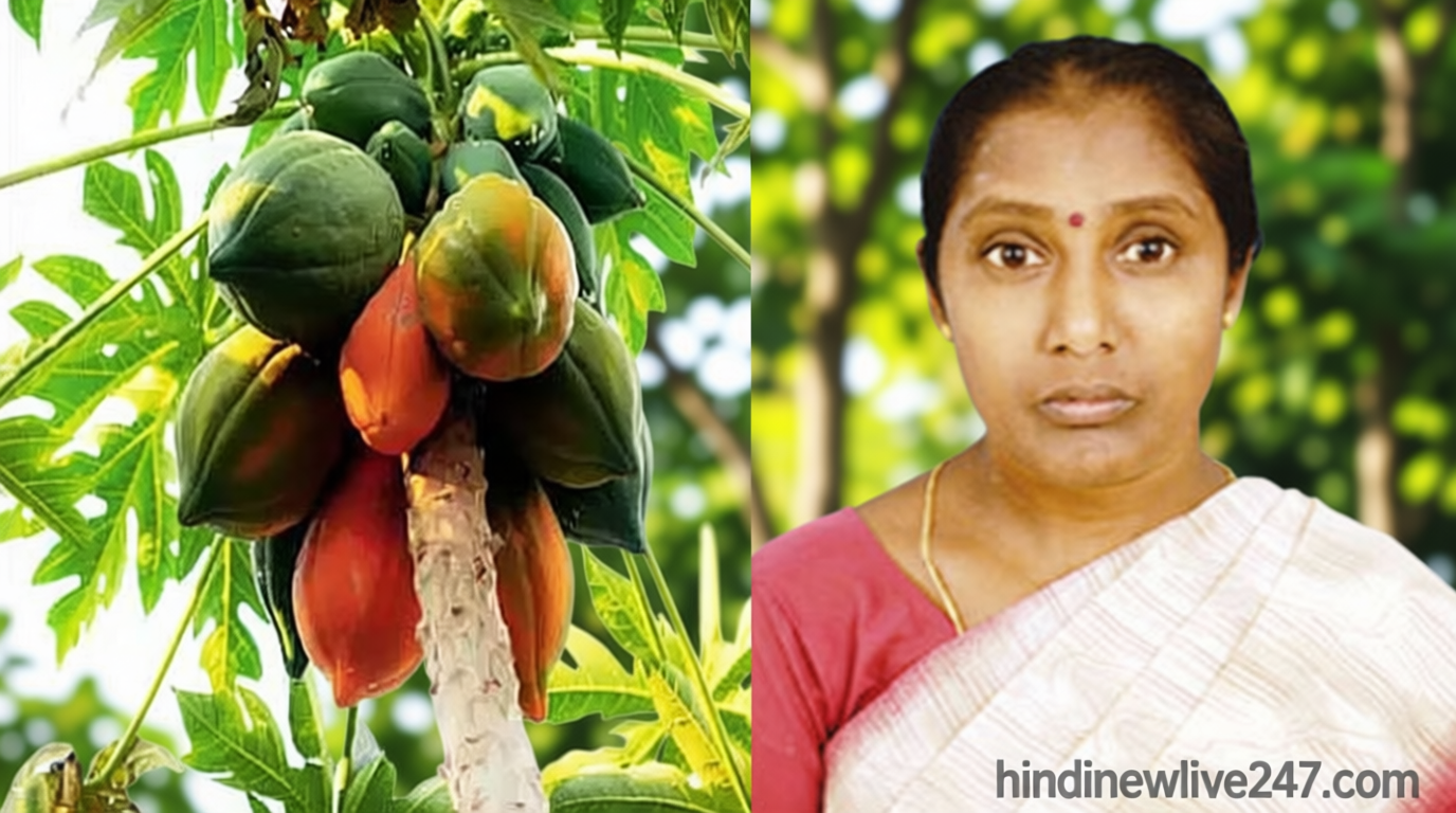 திருப்பூரில் பப்பாளி பறித்தபோது ஏணியில் இருந்து தவறி விழுந்து பெண் உயிரிழப்பு