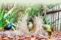 இயற்கையின் படைப்பில் ஒரு அதிசயம்…வித்தியாசமான பறவை இனம்