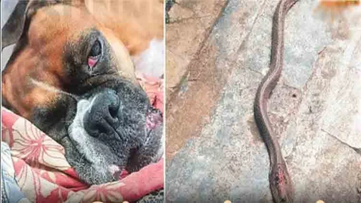 ஆந்திரா: வீட்டிற்குள் நுழைய முயன்ற பாம்பிடம் இருந்து குடும்பத்தை காப்பாற்றிய நாய்