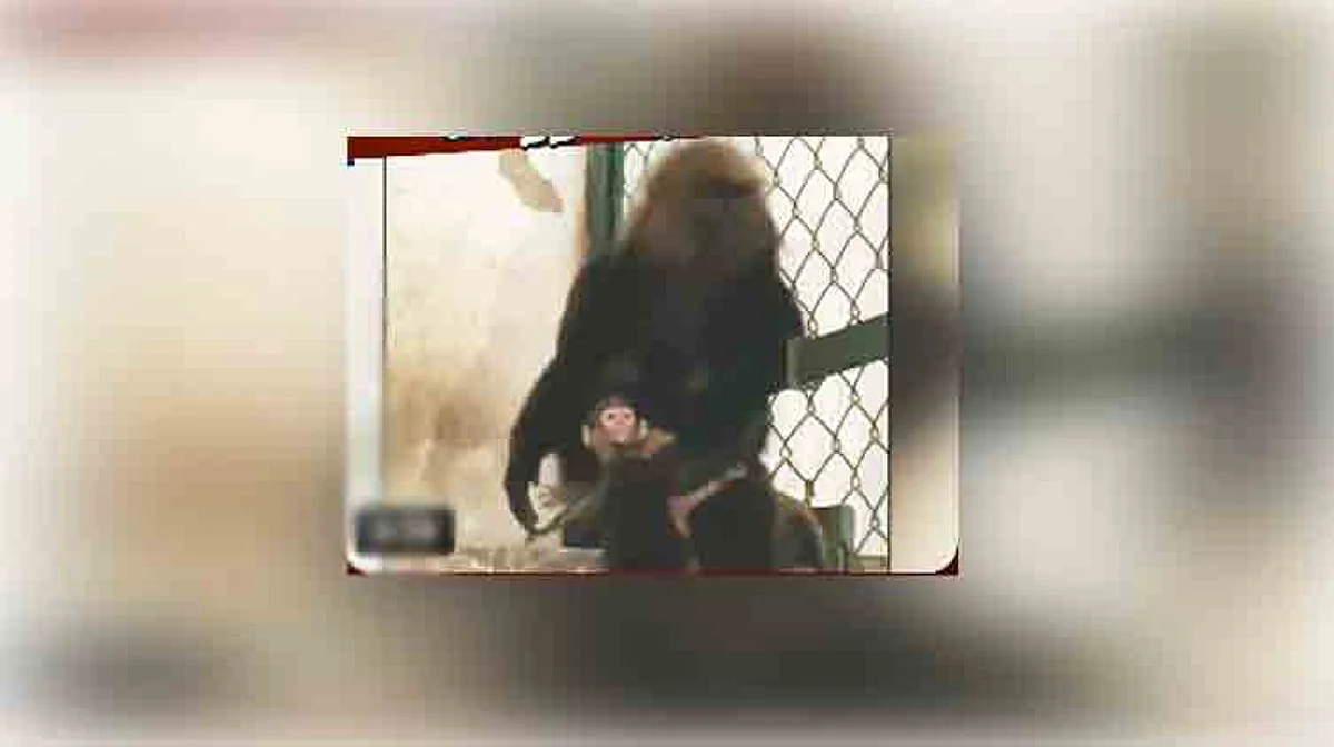 nilagiri-black-monkey