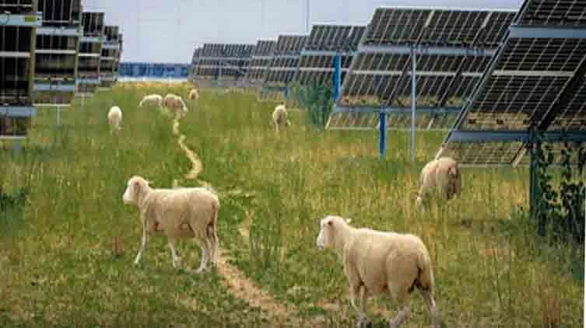 sheep-poland