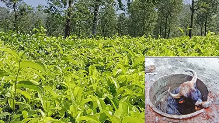 கொடைக்கானலில் தண்ணீர் தேடி வந்த காட்டெருமை கழிவுநீர் தொட்டிக்குள் விழுந்து உயிரிழந்தது