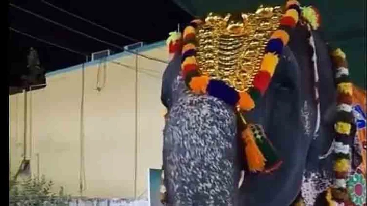 பேஸ் பேஸ் பில்டர் காபி… ருசித்துக் குடித்த ராமேஸ்வரம் கோவில் யானை ராமலட்சுமி!