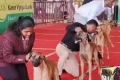 சேலத்தில் அகில இந்திய அளவிலான நாய்கள் கண்காட்சி