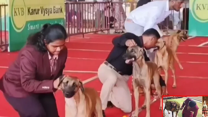 சேலத்தில் அகில இந்திய அளவிலான நாய்கள் கண்காட்சி