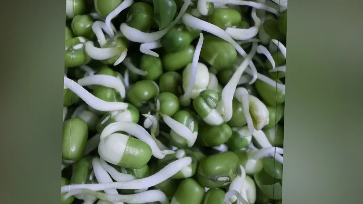 முளைகட்டிய பச்சைப் பயறு சாப்பிடுவதால் கிடைக்கும் நன்மைகள்!