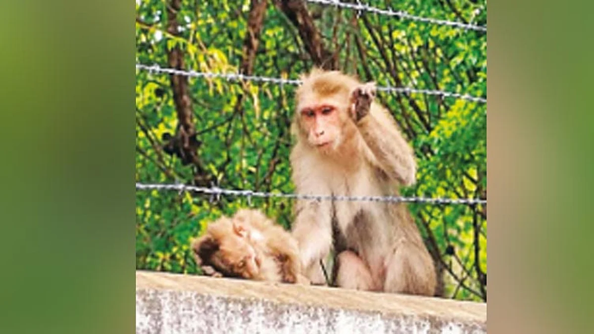 mothermonkey